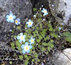 Mimophytum alienoides