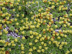 Azorella trifurcata