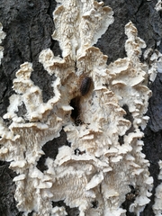 Irpiciporus