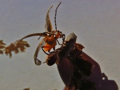 Atalantycha bilineata