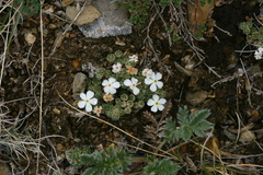 Androsace dasyphylla