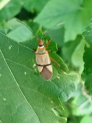 Dysdercus nigrofasciatus