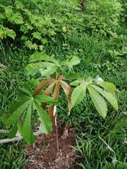 Pourouma cecropiifolia