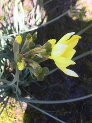 Bobartia longicyma