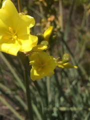 Bobartia longicyma