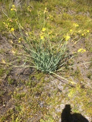 Bobartia longicyma