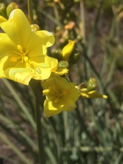 Bobartia longicyma