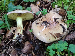 Cortinarius odorifer