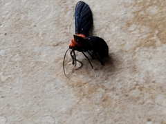 Psoloptera basifulva