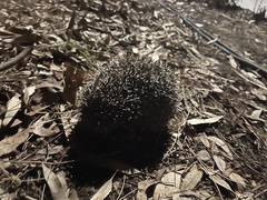 Erinaceus concolor