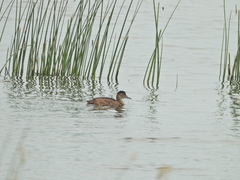 Heteronetta atricapilla