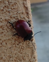 Chrysolina polita