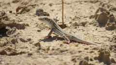Acanthodactylus boskianus asper