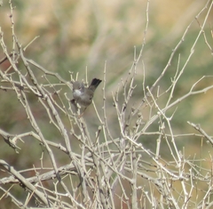 Curruca melanothorax
