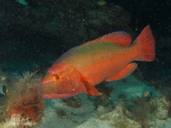 Bodianus scrofa