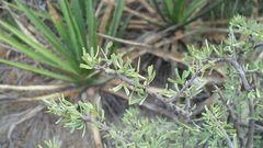 Forestiera angustifolia