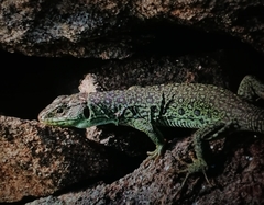 Timon lepidus ibericus