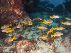 Parapristipoma octolineatum