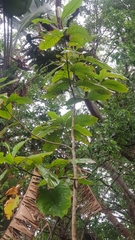 Triplaris americana
