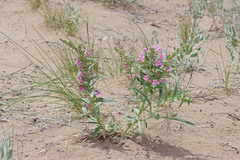 Penstemon angustifolius dulcis