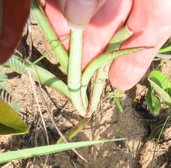 Crassula alba
