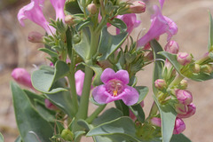 Penstemon angustifolius dulcis