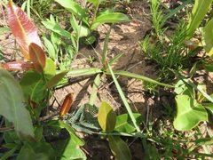 Crassula alba