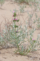 Penstemon angustifolius dulcis