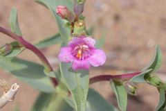 Penstemon angustifolius dulcis