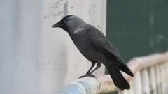 Corvus monedula