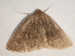 Pachycnemia tibiaria