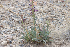 Penstemon confusus