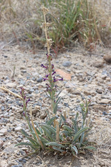 Penstemon confusus