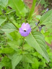 Browallia americana