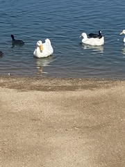 Anas platyrhynchos domesticus