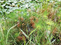 Cyperus prolifer