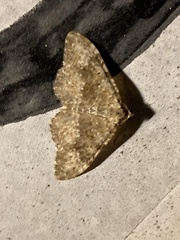 Coenotephria ablutaria