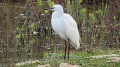 Egretta garzetta
