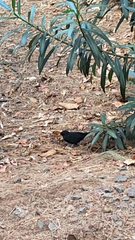Turdus merula cabrerae