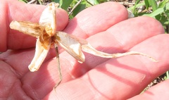Gladiolus longicollis