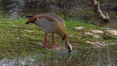 Alopochen aegyptiaca
