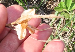 Gladiolus longicollis