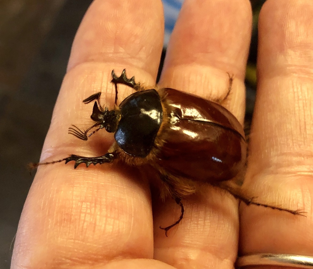 Pleocoma bicolor