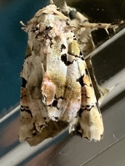 Heterochroma hypatia