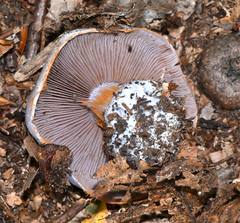 Cortinarius lilacinus