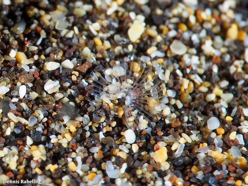 Sand horseshoe worm, Las Palmas, ES-CN, ES, photo 2 of 10