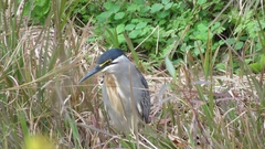 Butorides striata