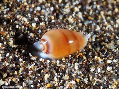 Gibberula secreta