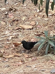 Turdus merula cabrerae