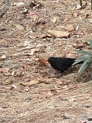 Turdus merula cabrerae